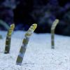Ins Modlar Profile