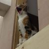 Catmints Modlar Profile
