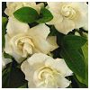 Nouran Modlar Profile