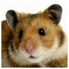  Modlar Profile