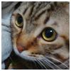 yu Modlar Profile