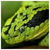 Snake Modlar Profile
