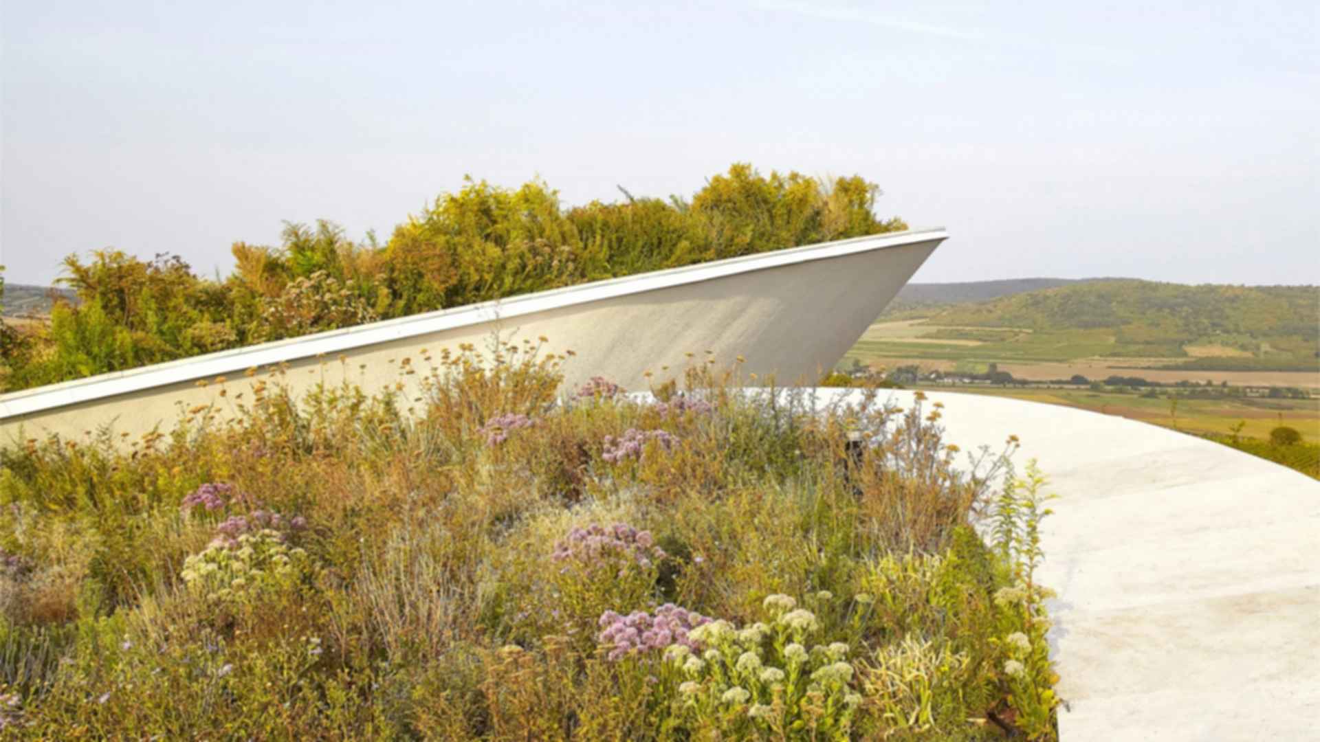 Sauska Tokaj - Green Roof