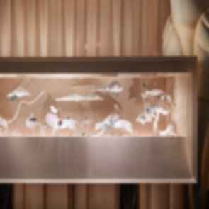 Irene Neuwirth - Display