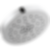 Universal Showering H2Okinetic 4-Setting Shower Head With UltraSoak - 52488
