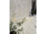 Shellstone Pavers