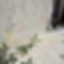 Shellstone Pavers